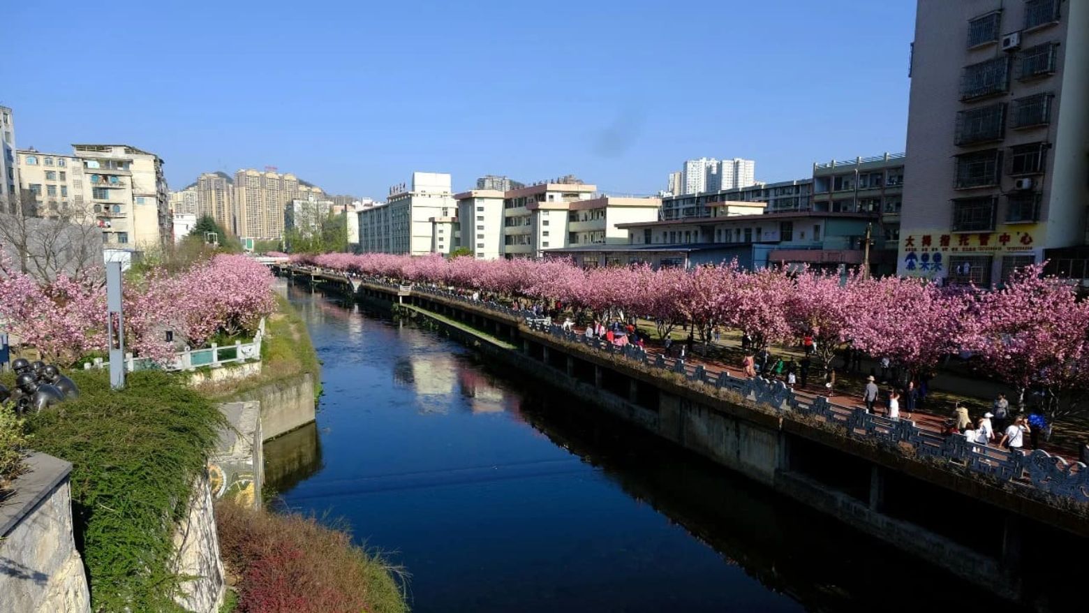 水城河畔桃花